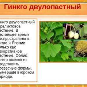 Ginkgo: opis in geografija rastline, uporaba izvlečka
