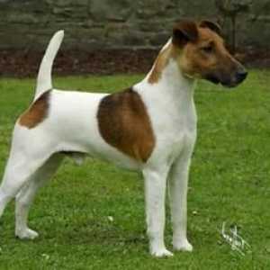 Smooth-fox terrier: opis pasme