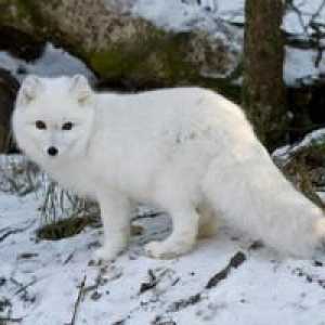 Modra in bela arktična lisica: kje živijo?