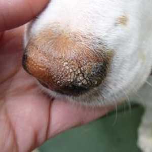Vroč in suh nos v psu: razlogi