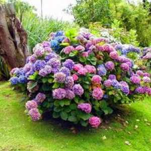 Hortensia vrste in sorte za ruske vrtove