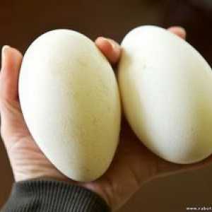 Gosi jajca: koristi in škode, stroški