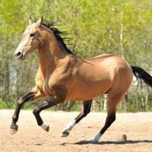 Značilnosti in značilnosti pasme konj Akhal-Teke