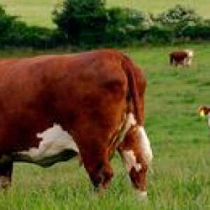 Značilnosti krave Hereforda