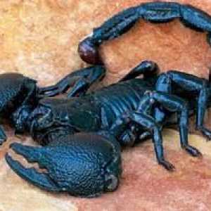 Imperial Scorpion: značilnosti življenjskega cikla