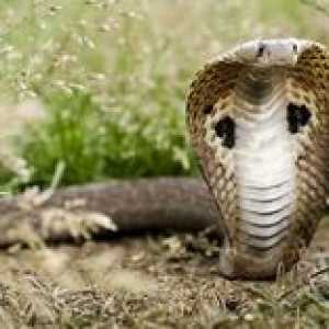 Indijski spektakel kobra: značilnosti vedenja, opis