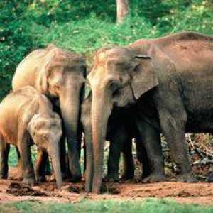 Indijski ali azijski slon: značilnosti vrste