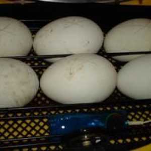Inkubacija gosjih jajc doma