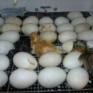 Inkubacija raca jajc, kako odstraniti raca v inkubatorju
