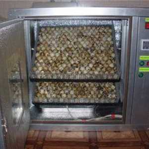 Inkubator za prepelice z lastnimi rokami