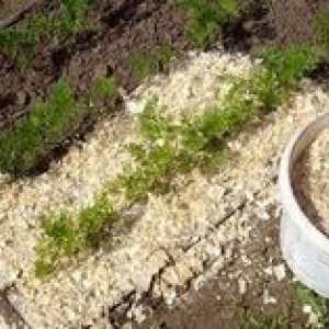 Uporaba žagovine za vrt: metode uporabe, koristi in škode