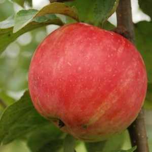 Zgodovina ustvarjanja in opisa jabolk, skrbi za kulturo