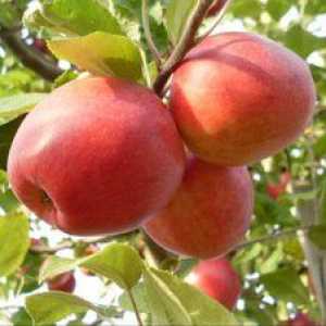 Jabolčni žafran žafran: opis sorte