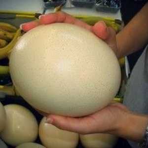 Nojsko jajce: teža jajc iz noja