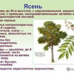 Pepelni običajni fraxinus excelsior: opis rastline