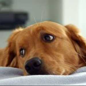Epilepsija pri psih: vzroki in oblike