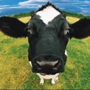 Kaj sanja krava - kaj pravijo popularne knjige sanj?