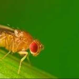 Kako se znebiti muh sadne muhe