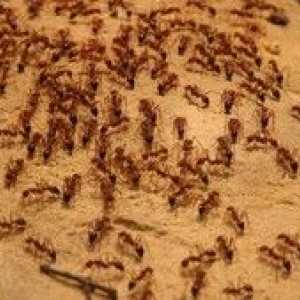 Kako se znebiti nepovabljenih gostov: domače rdeče mravlje