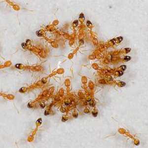 Kako se znebiti rdečih mravelj v stanovanju