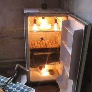 Kako narediti inkubator iz hladilnika z lastnimi rokami