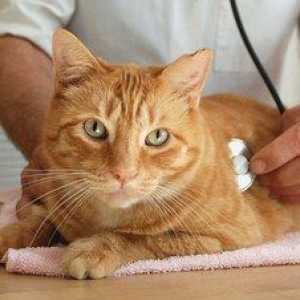 Kako zdraviti piometro v mački in kakšni so simptomi začetka