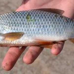 Kako lahko določite starost rib po lestvicah in drugih značilnostih