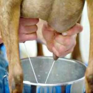 Kako se naučiti mleka in koze pravilno razdeliti