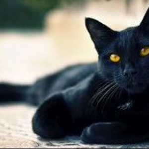 Kako imenovati črtico črne mačke mačko v družini