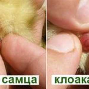 Kako določiti spol piščanca: petelin ali piščanca