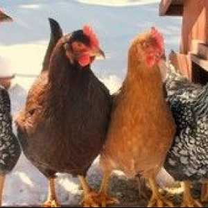Kako določiti starost kokoši: starost kokoši nesnic
