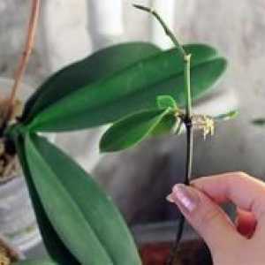 Kako zasaditi otroka orhideje doma