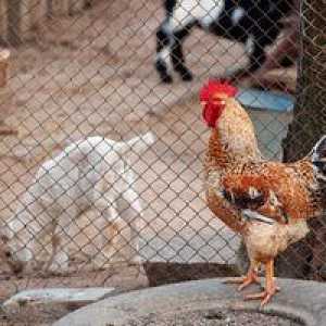 Kako petelina gnojijo piščanca