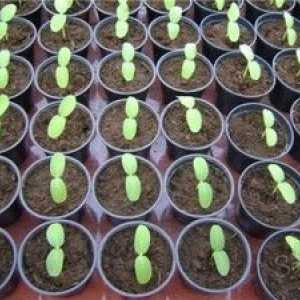 Kako pravilno zasaditi kumare v sadik