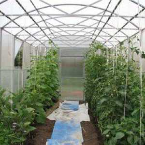 Kako saditi paradižnik v polikarbonatnem rastlinjaku