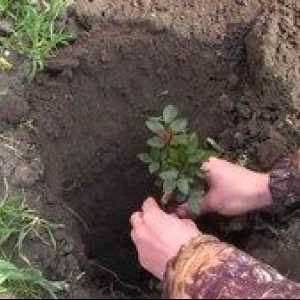 Kako pravilno zasaditi vrtnice spomladi v tleh