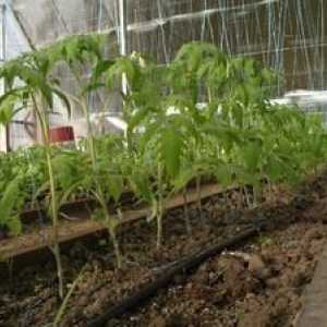 Kako pravilno saditi paradižnik v rastlinjaku, saditev sadike