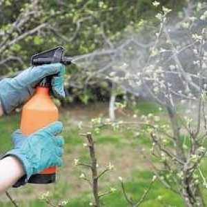 Kako gnojiti grmičevje in sadno drevje spomladi