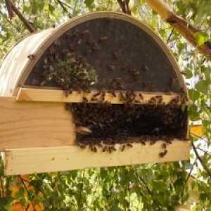 Kako narediti past za čebele z lastnimi rokami