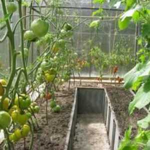 Kako skrbeti za paradižnik v rastlinjaku: sajenje paradižnika