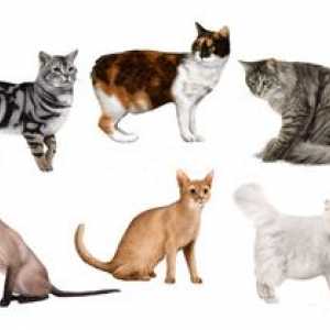 Kako prepoznati in prepoznati pasmo mačk doma