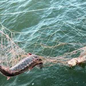 Kako izbrati ribolovno mrežo za ribolov