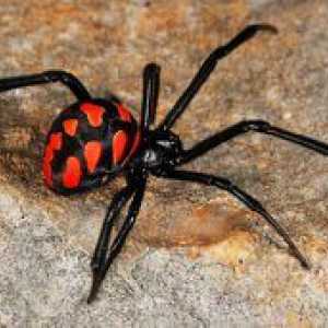Kako izgleda, kje živi karakurtski pajek in kako grize?