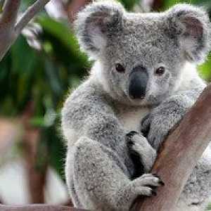 Kako izgleda koala in kakšne barve imajo krzno?