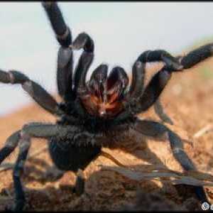 Kaj izgleda pajek tarantula - kdo je strupen ali ne?