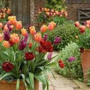Kako pravilno rastejo tulipani na koči