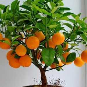 Kako raste mandarina iz kosti doma