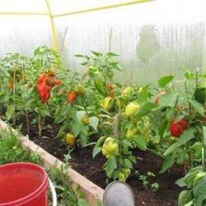 Kako popiti papriko v rastlinjaku: navodila in navodila za nego