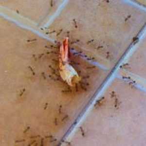 Kako priti domov mravlje v vašem stanovanju