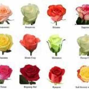 Kakšne so vrtnice: vrste in sorte